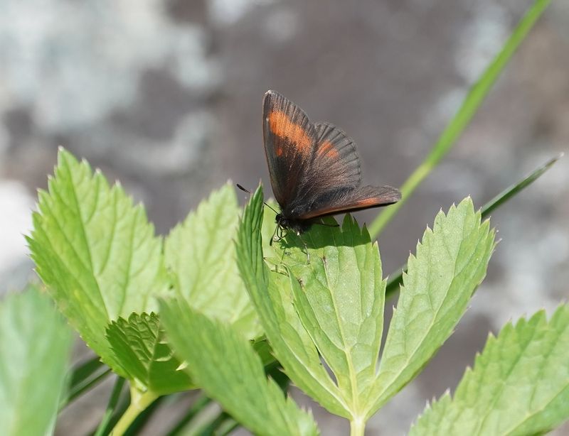 Alpen-zijde Erebia / Mnestras Ringlet