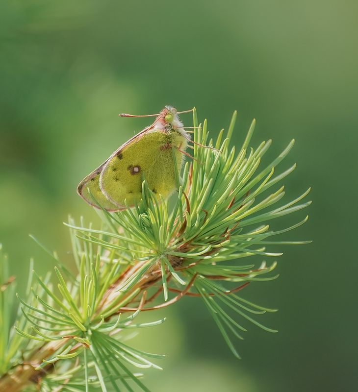 Bergluzernevlinder / Mountain Clouded Yellow