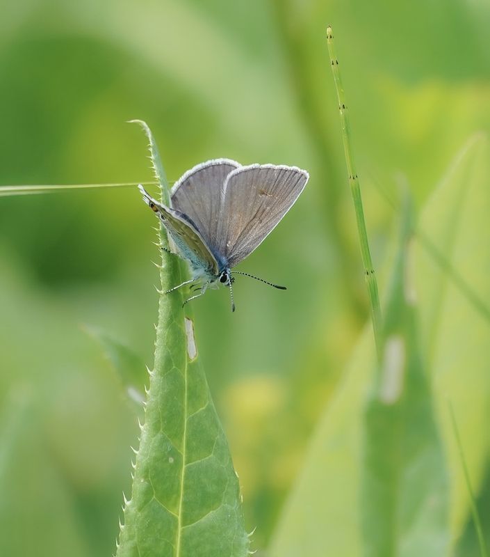 Wikkeblauwtje / Amandas Blue