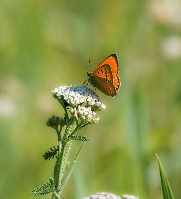 Morgenrood / Scarce copper