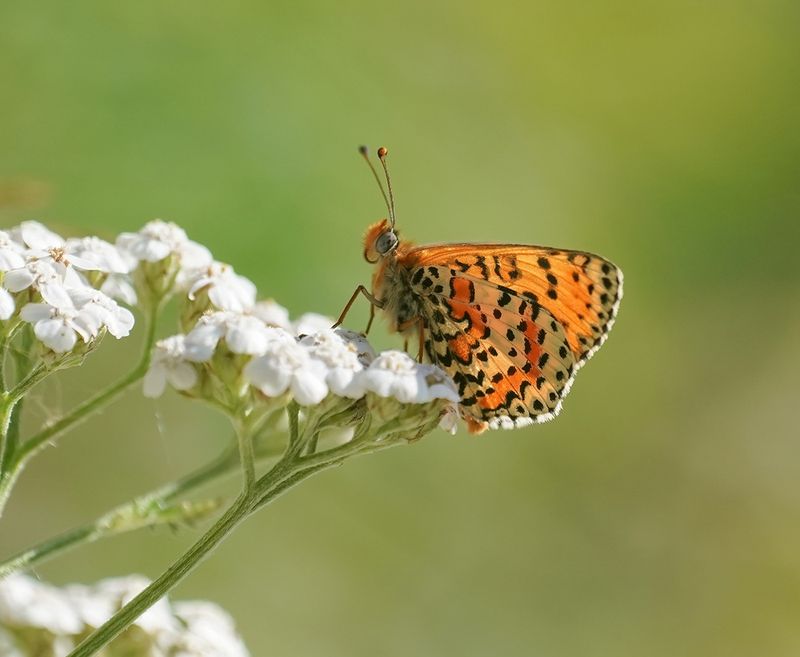 Tweekleurige Parelmoervlinder / Spotted Fritillary