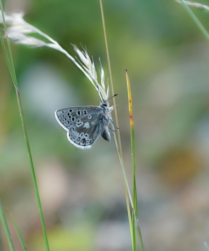 Noordelijk Mansschildblauwtje / Arctic Blue or Glandon Blue