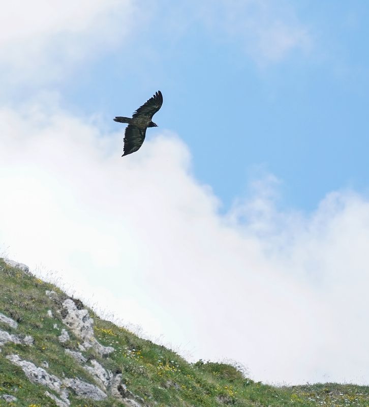 Lammergier / Bearded Vulture
