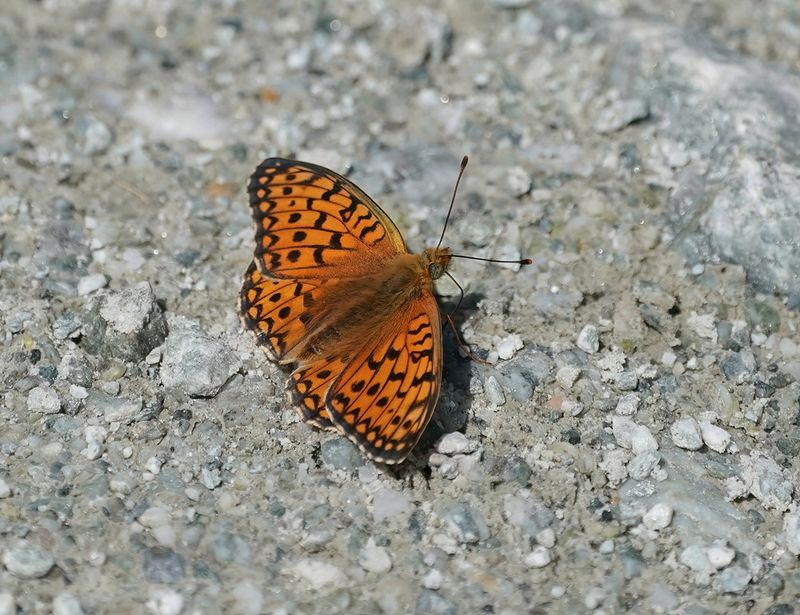 Duinparelmoervlinder / Niobe Fritillary