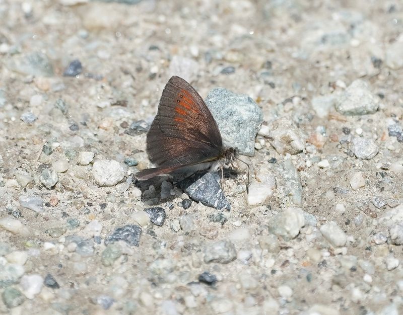 Zwitserse Glanserebia / Swiss Brassy Ringlet