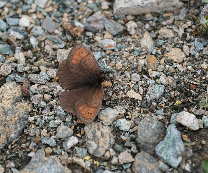 Gewone Dauwerebia / Dewy Ringlet