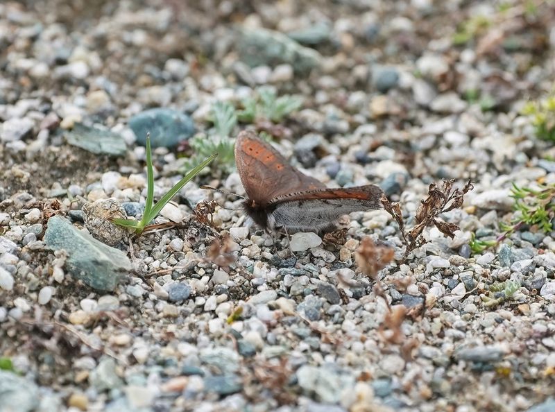 Gewone Dauwerebia / Dewy Ringlet