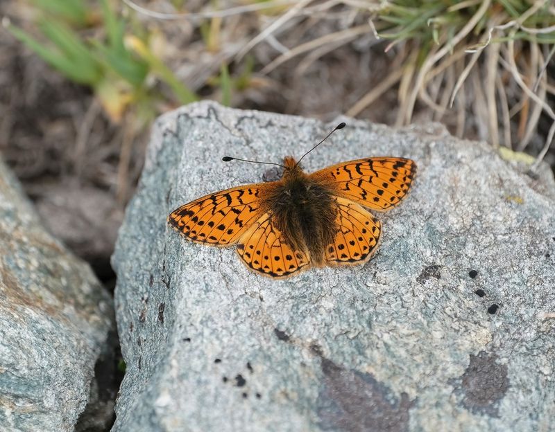 Herdersparelmoervlinder / Shepherds Fritillary