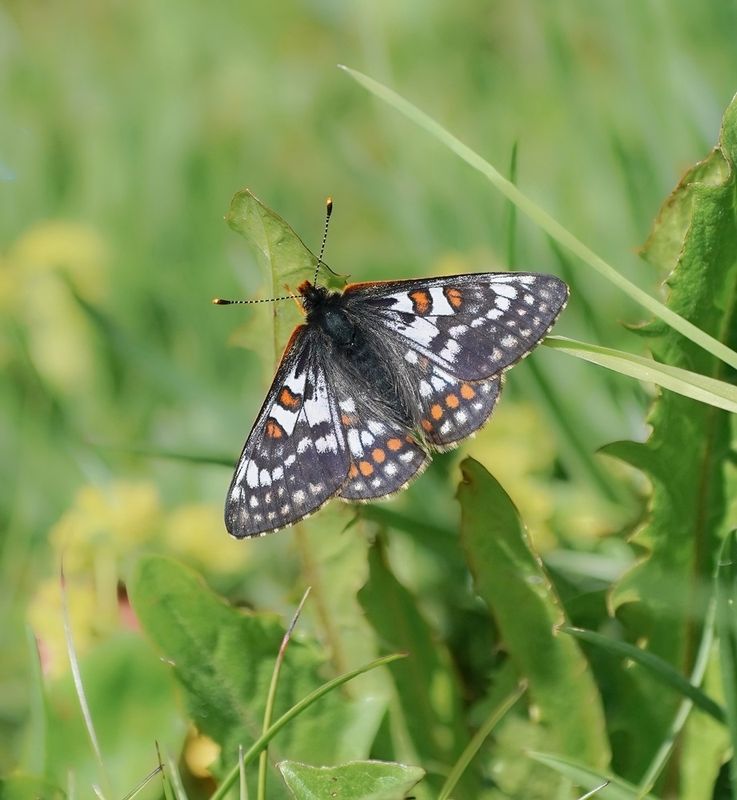 Witbonte Parelmoervlinder / Cynthias Fritillary