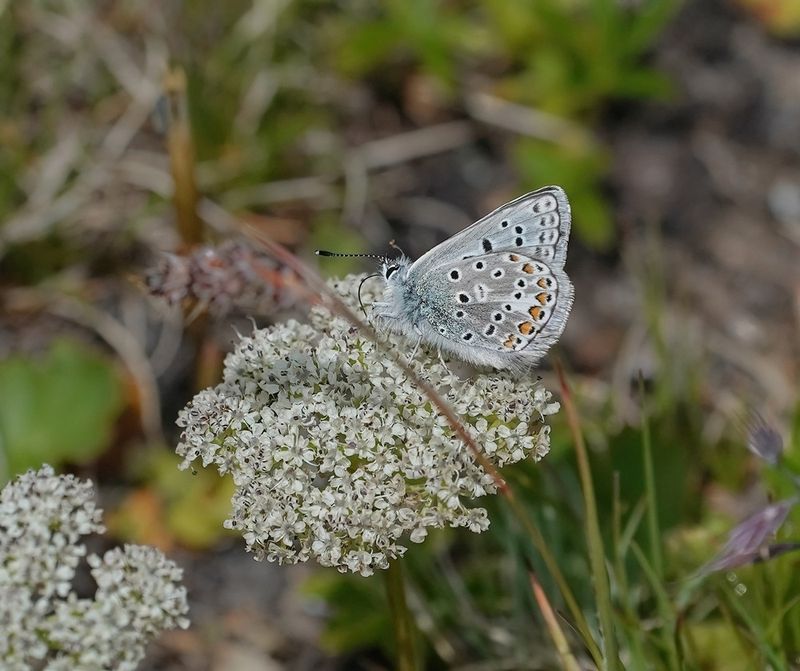 Vlaggewikkeblauwtje / Eros Blue