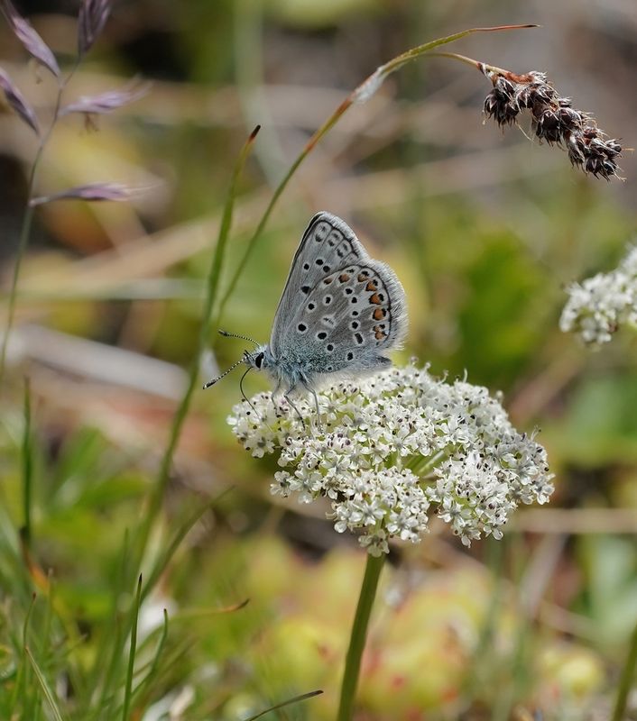 Vlaggewikkeblauwtje / Eros Blue