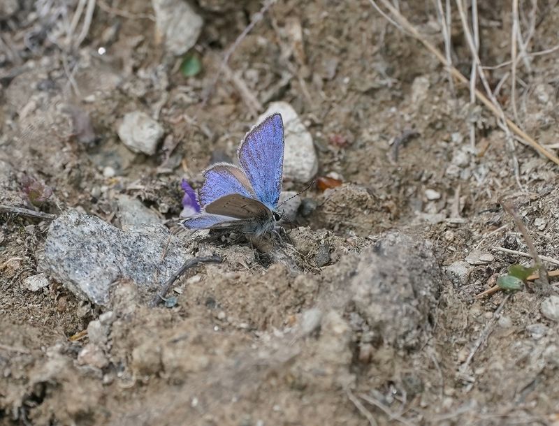 Alpenblauwtje / Alpine Argus