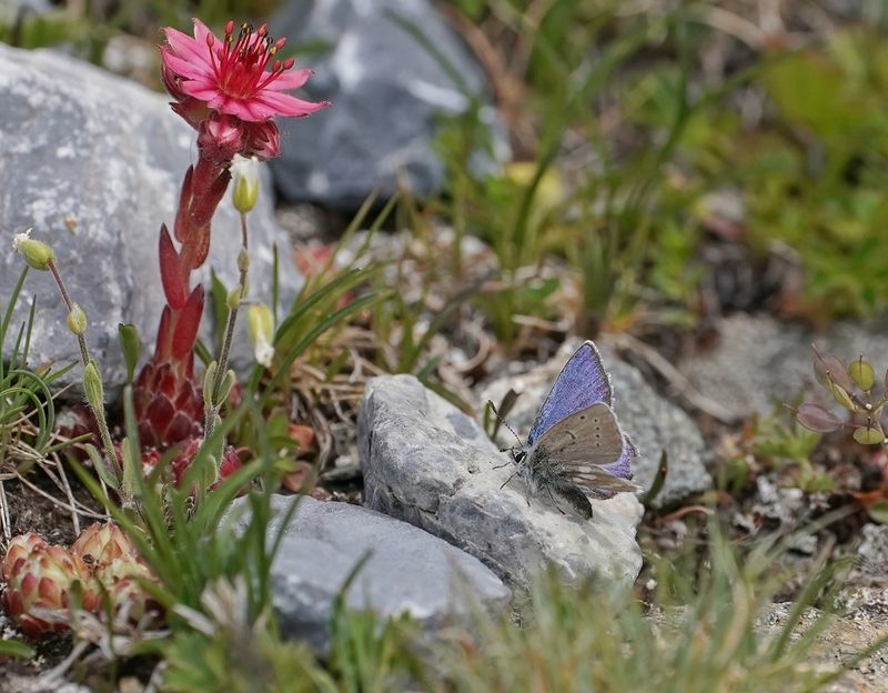 Alpenblauwtje / Alpine Argus