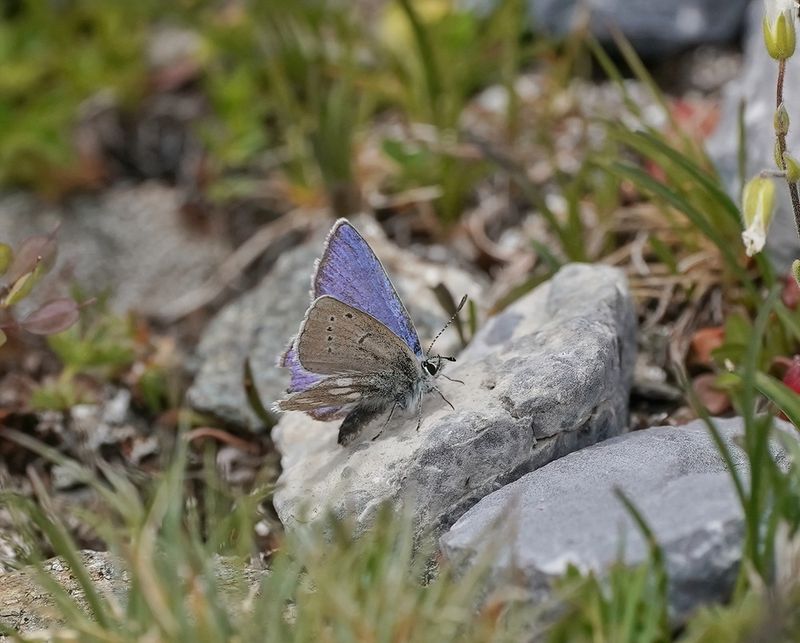 Alpenblauwtje / Alpine Argus