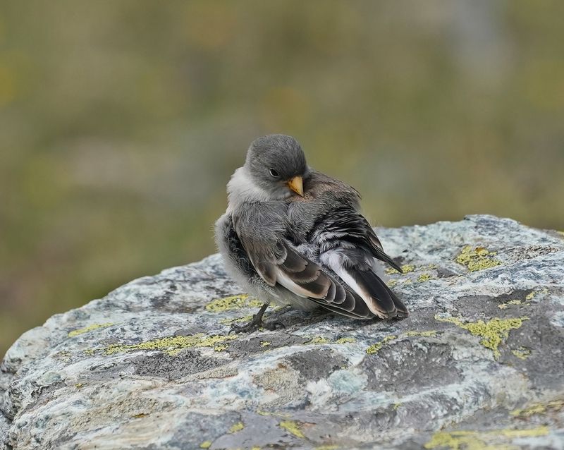 Sneeuwvink / White-winged Snowfinch