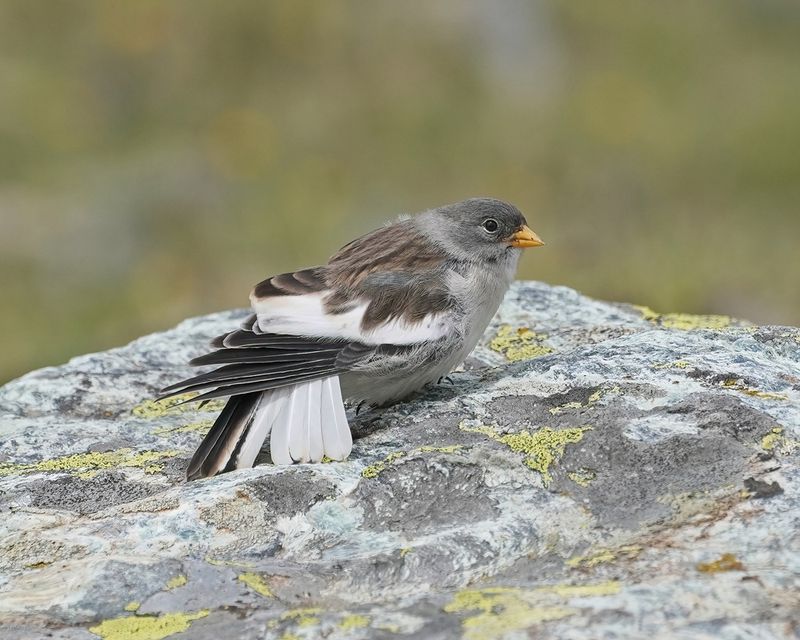 Sneeuwvink / White-winged Snowfinch