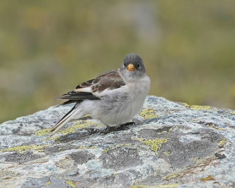 Sneeuwvink / White-winged Snowfinch