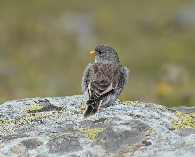 Sneeuwvink / White-winged Snowfinch