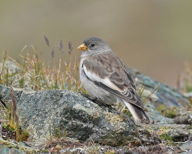 Sneeuwvink / White-winged Snowfinch