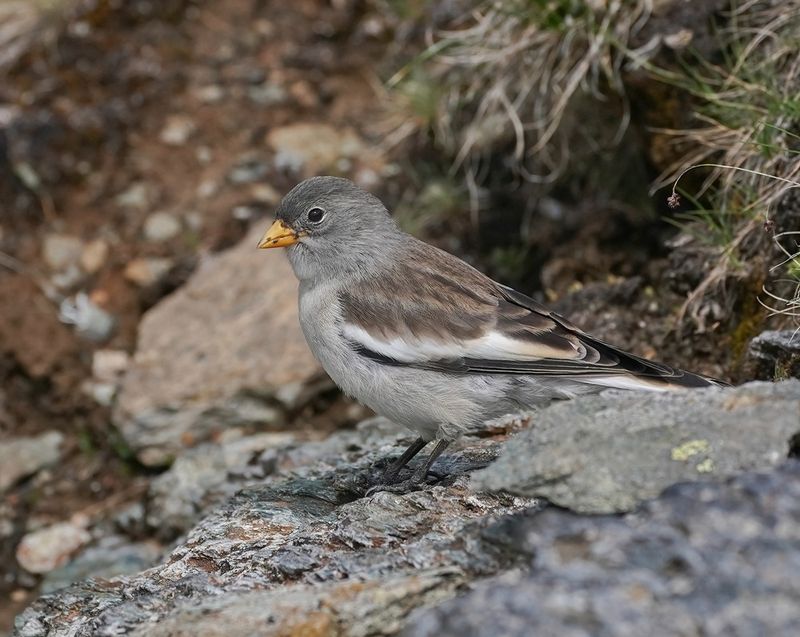 Sneeuwvink / White-winged Snowfinch