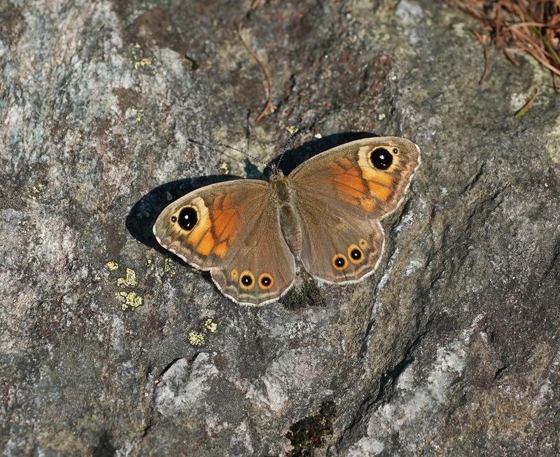 Rotsvlinder / Large Wall Brown