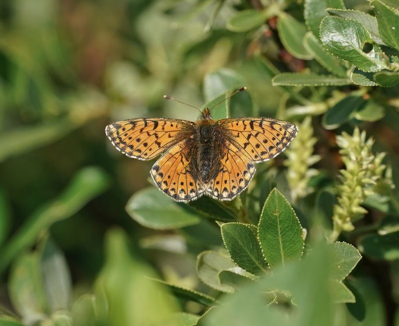 Bergparelmoervlinder / Mountain Fritillary