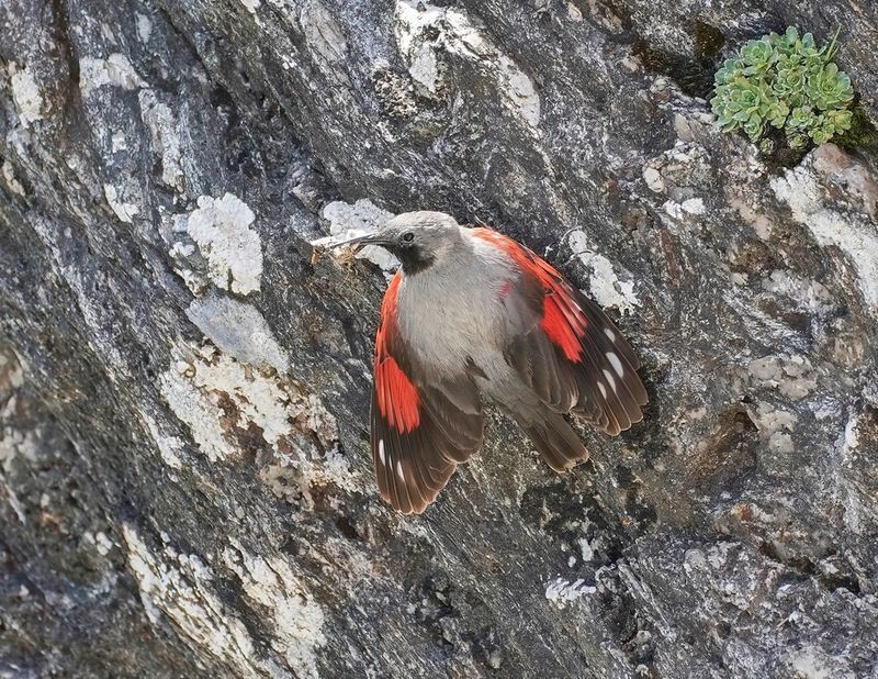 Rotskruiper / Wallcreeper