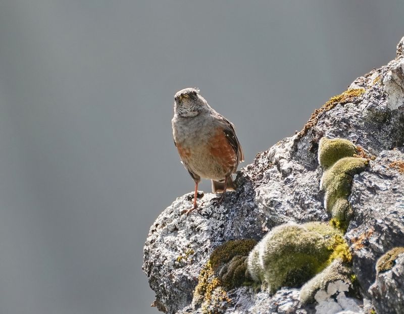 Alpenheggenmus / Alpine Accentor