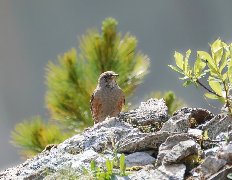 Alpenheggenmus / Alpine Accentor