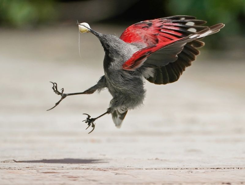 Rotskruiper / Wallcreeper