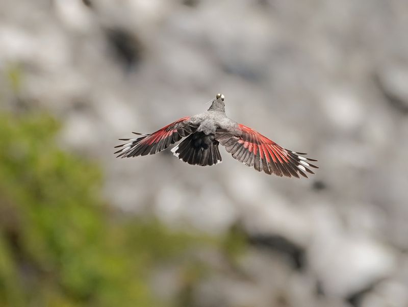 Rotskruiper / Wallcreeper