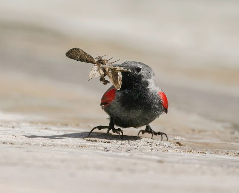 Rotskruiper / Wallcreeper