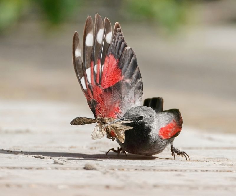Rotskruiper / Wallcreeper