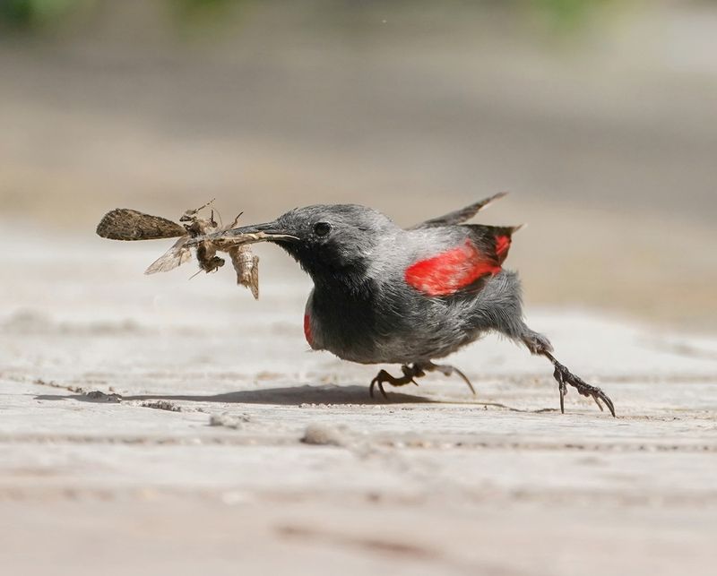 Rotskruiper / Wallcreeper