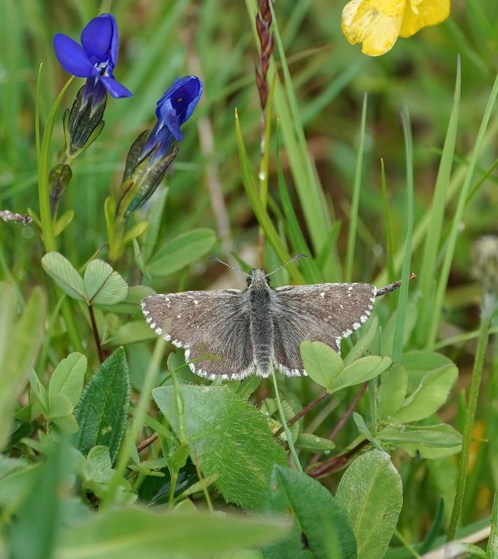 Donker Spikkeldikkopje / Dusky Grizzled Skipper