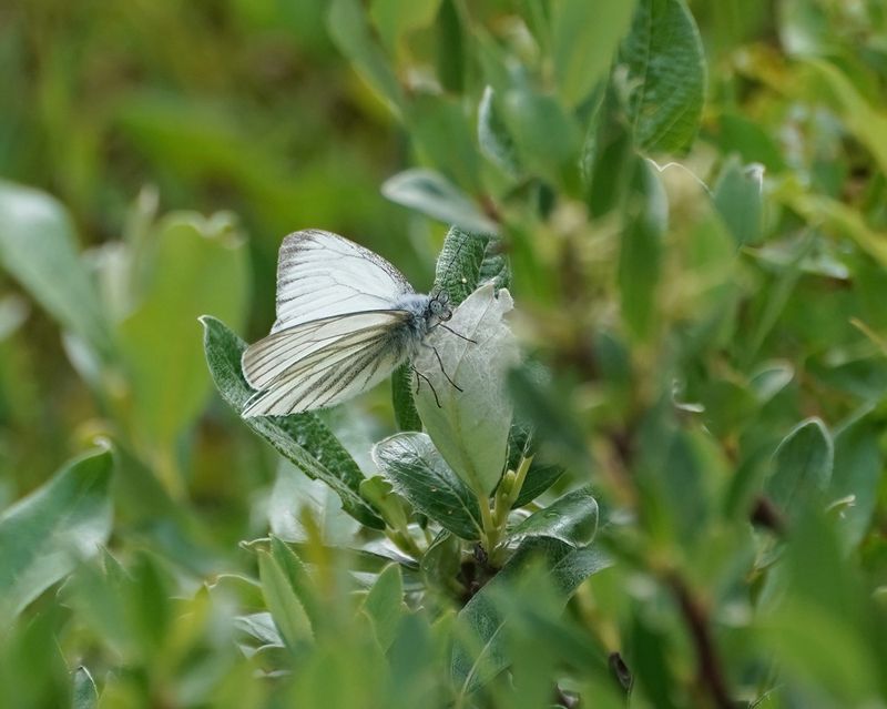 Berg Geaderd Witje / Mountain Green-veined White