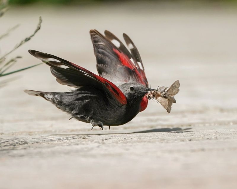 Rotskruiper / Wallcreeper