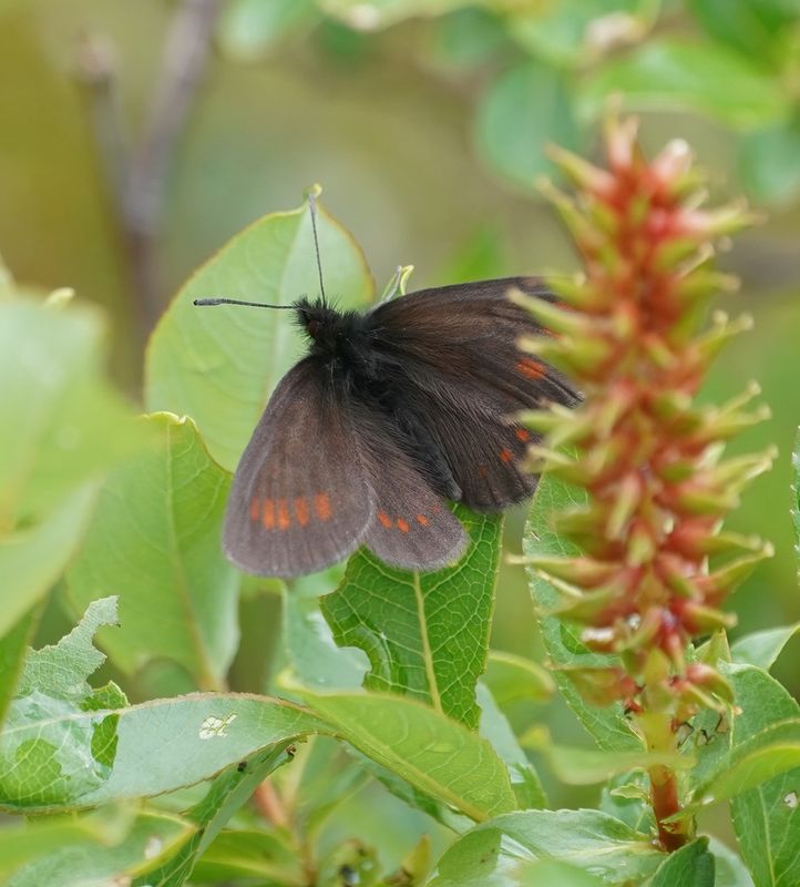 Blinde Bergerebia / Blind Ringlet