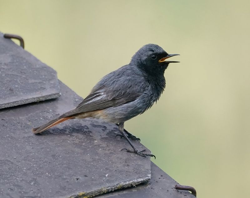 Zwarte Roodstaart / Black Redstart
