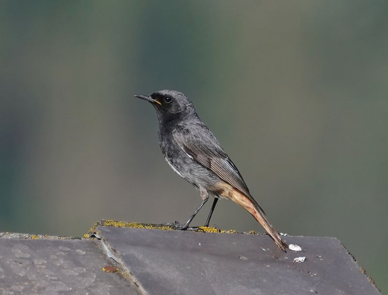 Zwarte Roodstaart / Black Redstart