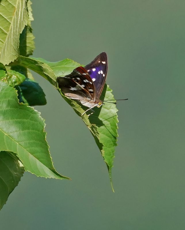 Grote Weerschijnvlinder / Purple Emperor
