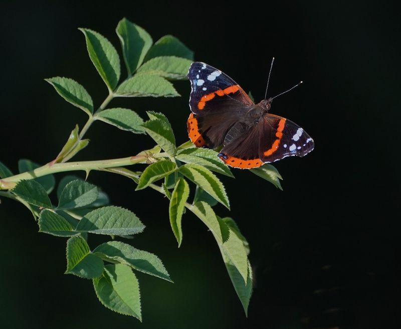 Atalanta / Red Admiral