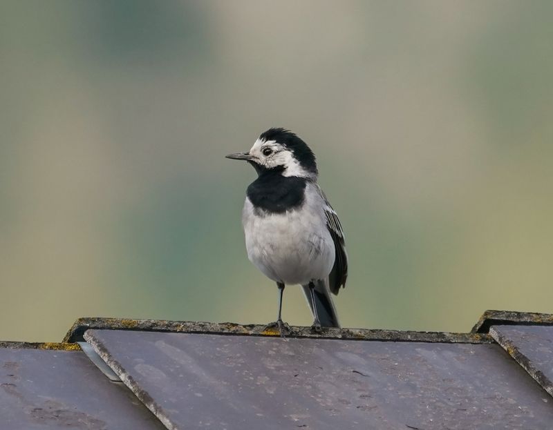 Witte Kwikstaart / White Wagtail