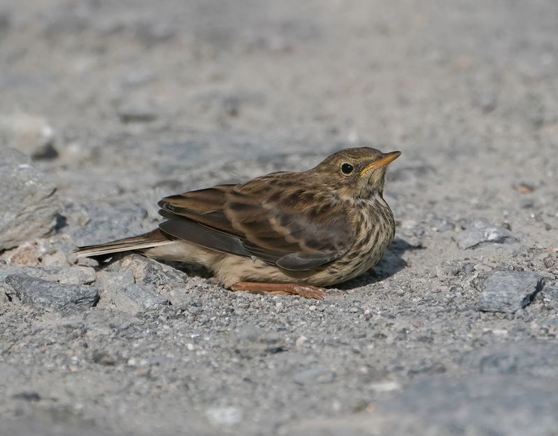 Graspieper / Meadow Pipit 