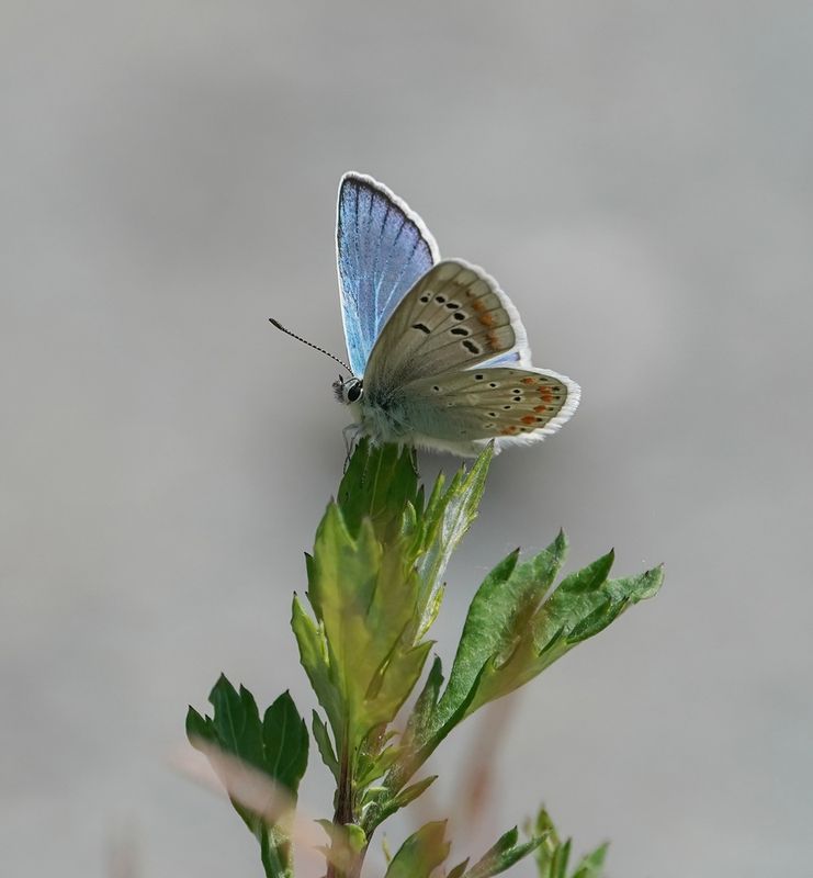 Turkooisblauwtje / Turquoise Blue