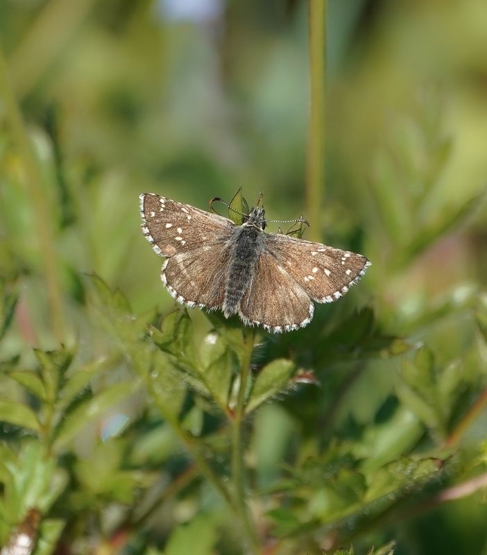 Donker Spikkeldikkopje / Dusky Grizzled Skipper