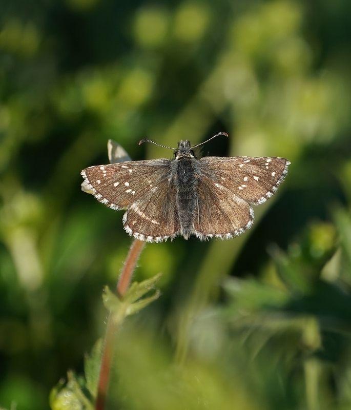 Donker Spikkeldikkopje / Dusky Grizzled Skipper