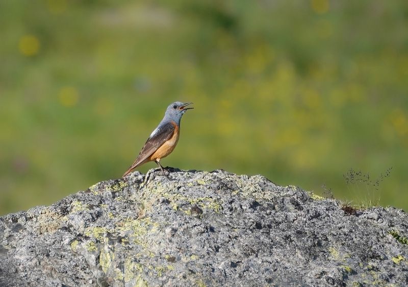 Rode Rotslijster / Common Rock Thrush