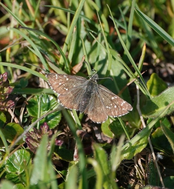 Donker Spikkeldikkopje / Dusky Grizzled Skipper