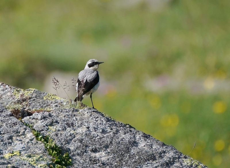 Tapuit / Northern Wheatear